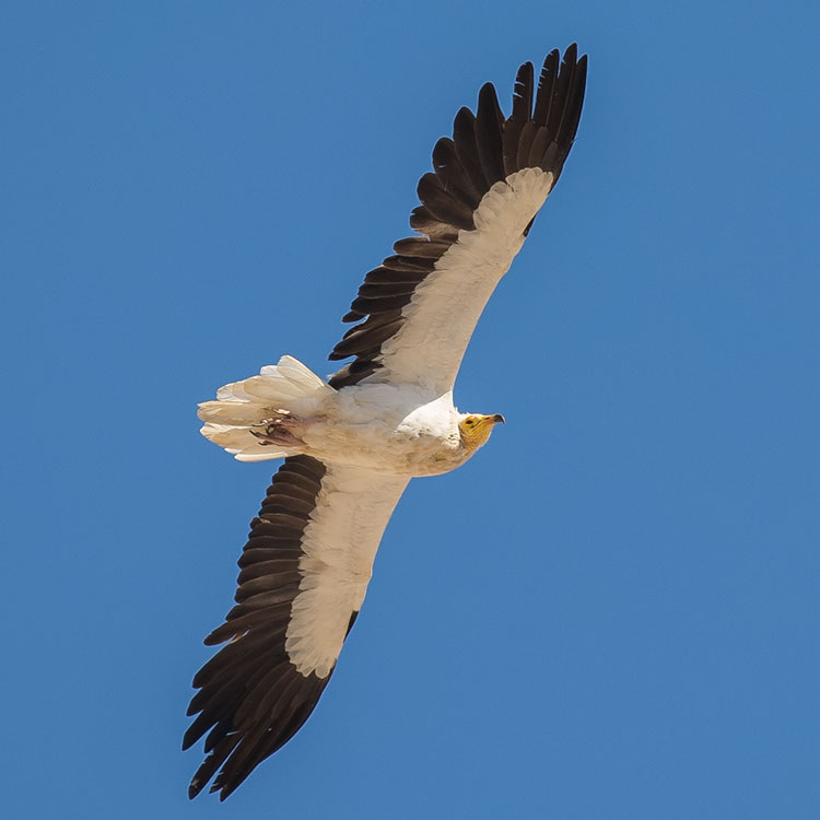 Egyptian Vulture, Neophron percnopterus