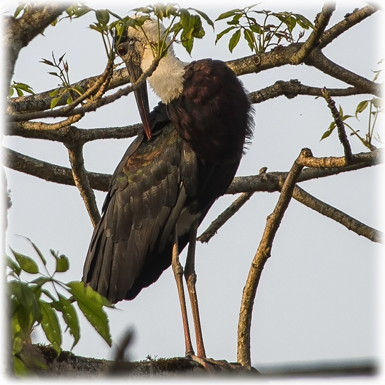 Woolly-necked Stork or Whitenecked Stork, Ciconia episcopus