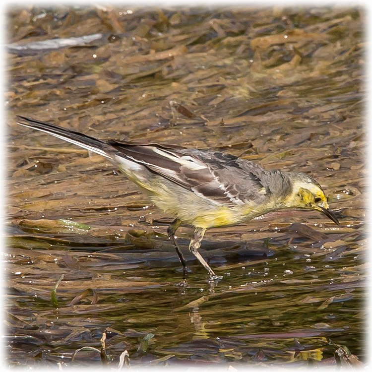 Citrine Wagtail, Motacilla citreola