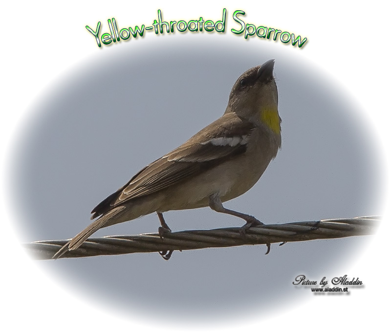 Chestnut-shouldered Petronia, Yellow-throated Sparrow, Petronia xanthocollis, Gymnoris xanthocollis