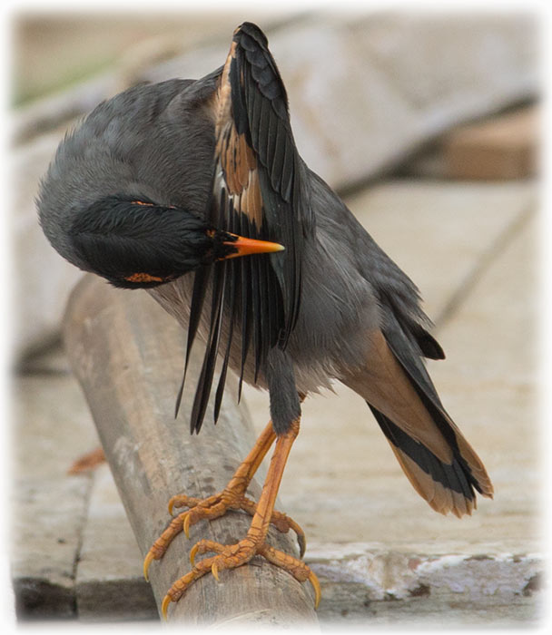 Bank myna, Acridotheres ginginianus