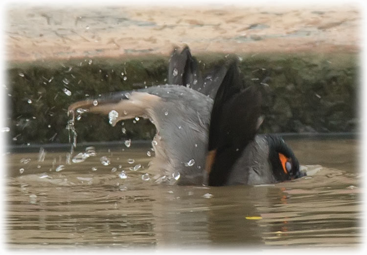 Bank myna, Acridotheres ginginianus