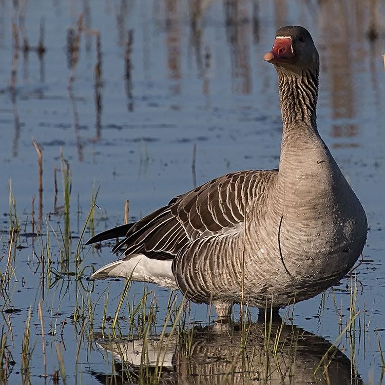 Greylag Goose, Anser anser, Grågås, Grågås