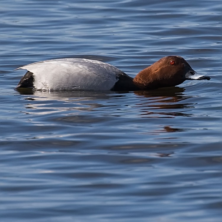 Common Pochard, Aythya ferina, Brunand