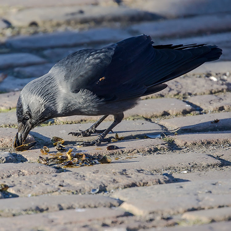 Western Jackdaw, Coloeus monedula, Kaja