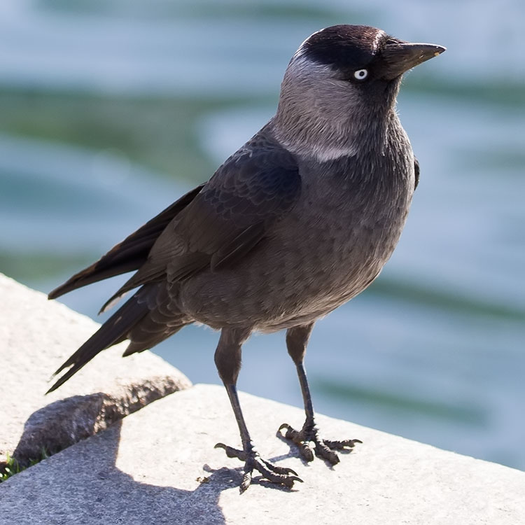 Western Jackdaw, Coloeus monedula, Kaja