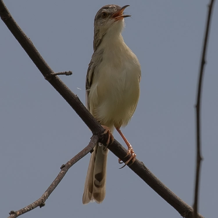 Plain Prinia, Prinia inornata, นกกระจิบหญ้าสีเรียบ