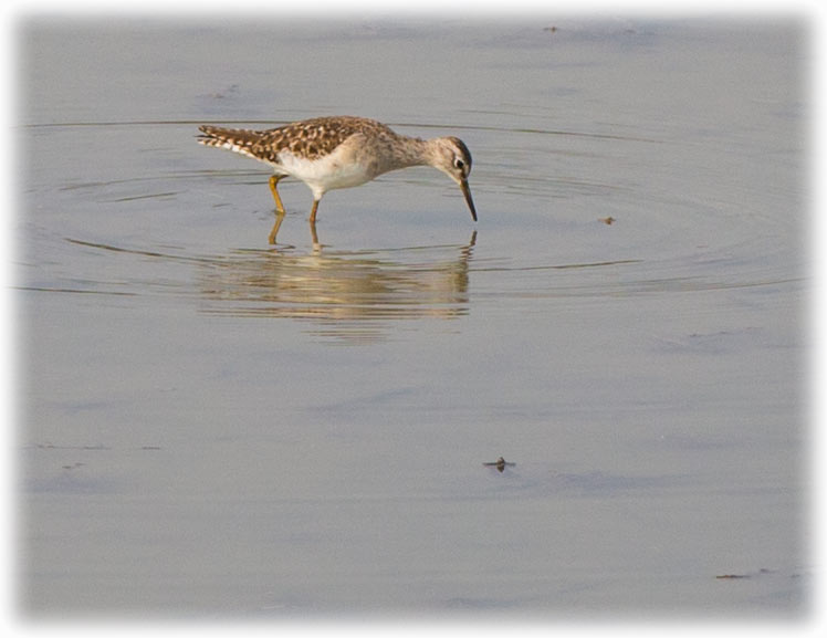 Wood sandpiper, Tringa glareola, นกชายเลนน้ำจืด, Grönbena