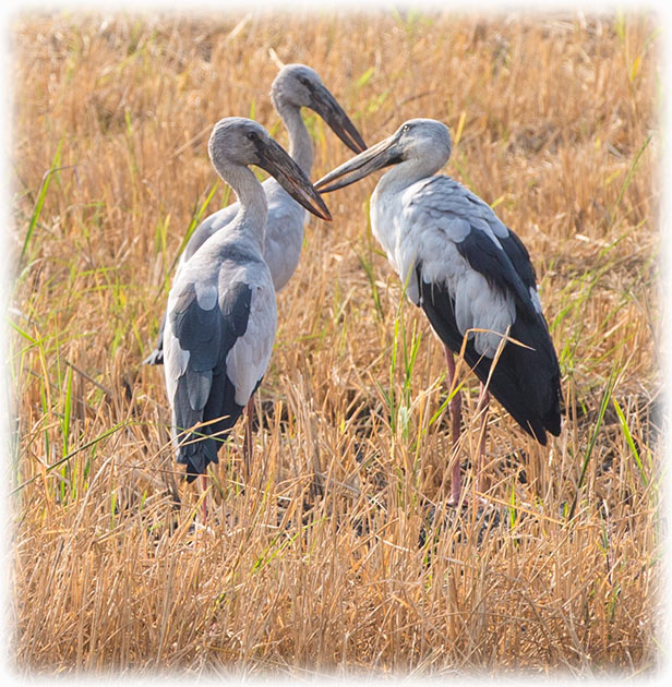 Asian Openbill Stork, Anastomus oscitans, นกปากห่าง