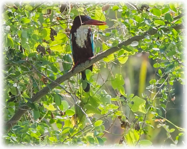 White-throated Kingfisher, White-breasted Kingfisher, Halcyon smyrnensis, นกกะเต็นอกขาว