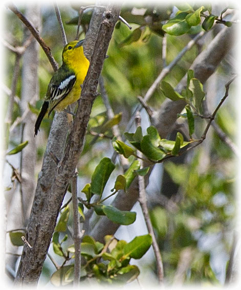 Green Iora, Aegithina viridissima, นกขมิ้นน้อยสีเขียว