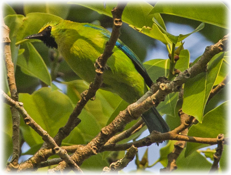 Blue-winged Leafbird, Chloropsis cochinchinensis, นกเขียวก้านตองปีกสีฟ้า