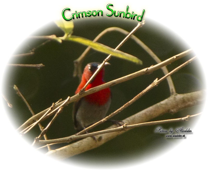 Crimson Sunbird, Aethopyga siparaja, นกกินปลีคอแดง