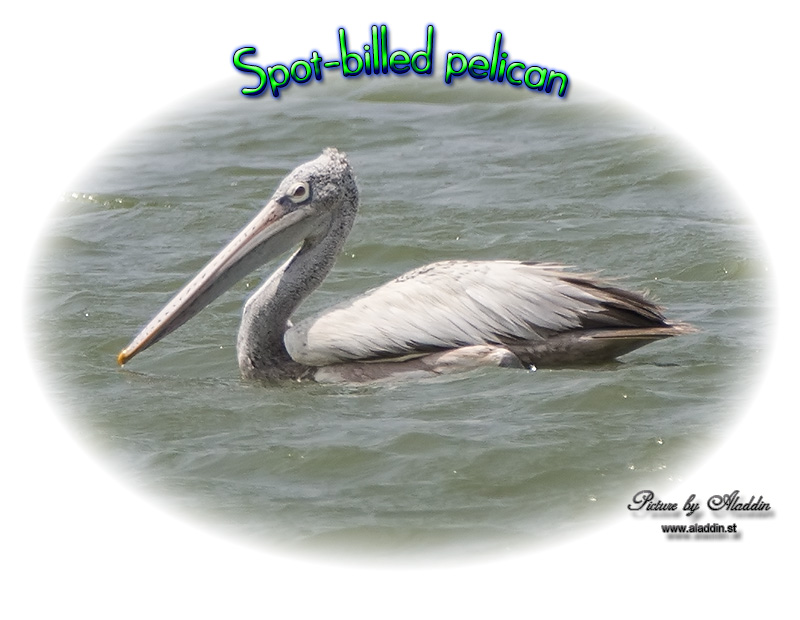 Spot-billed pelican, Pelecanus philippensis, นกกระทุง