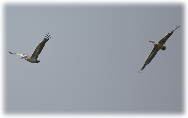 Spot-billed pelican, Pelecanus philippensis, นกกระทุง