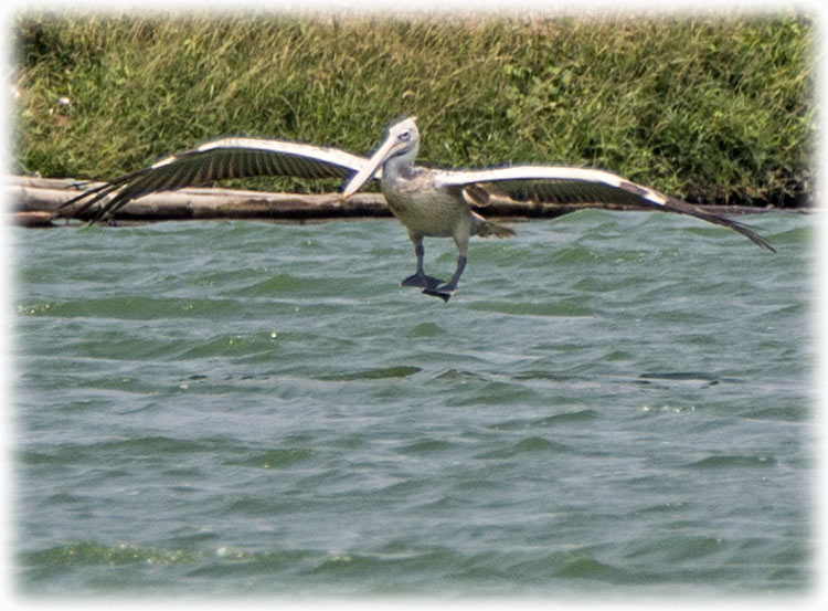 Spot-billed pelican, Pelecanus philippensis, นกกระทุง