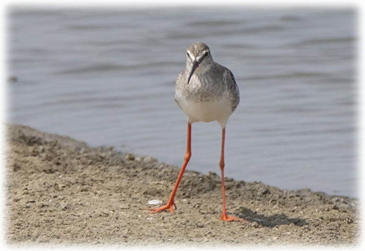 Spotted Redshank, Tringa erythropus, นกทะเลขาแดงลายจุด