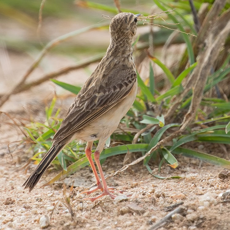 Paddyfield Pipit, Oriental Pipit, Anthus rufulus, นกเด้าดินทุ่งเล็ก