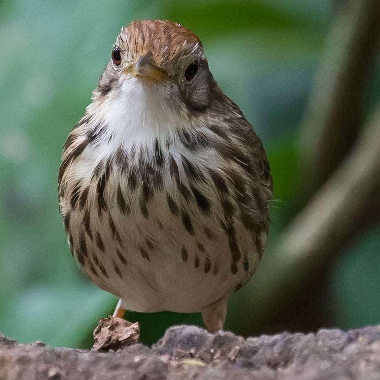 Puff-throated Babbler or Spotted Babbler, Pellorneum ruficeps, นกจาบดินอกลาย