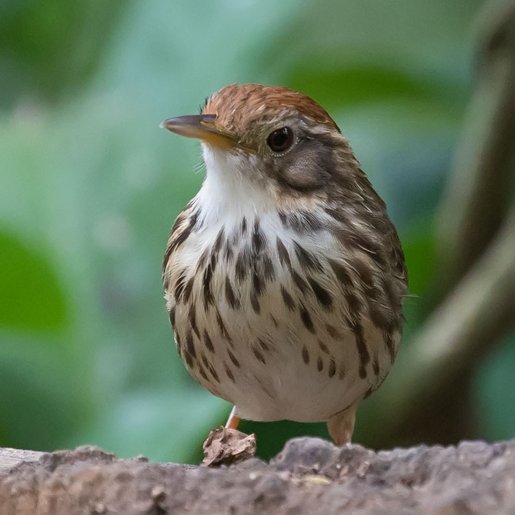 Puff-throated Babbler or Spotted Babbler, Pellorneum ruficeps, นกจาบดินอกลาย