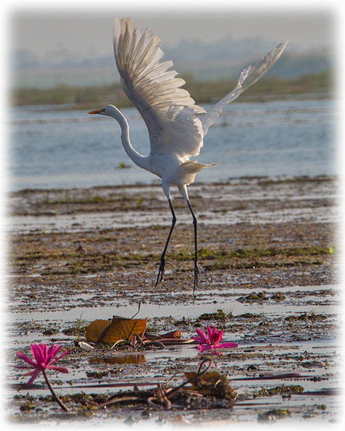 Great Egret, Great White Heron, Ardea alba, นกยางโทนใหญ่