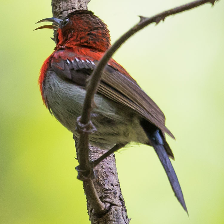 Crimson Sunbird, Aethopyga siparaja, นกกินปลีคอแดง