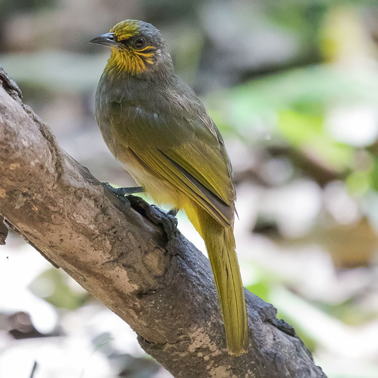 Stripe-throated Bulbul, Pycnonotus finlaysoni, นกปรอดคอลาย