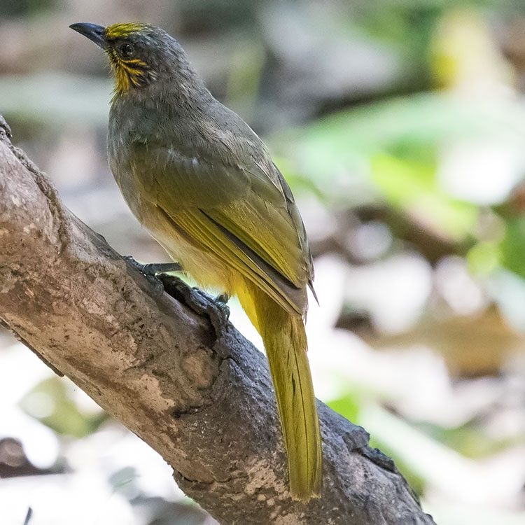 Stripe-throated Bulbul, Pycnonotus finlaysoni, นกปรอดคอลาย