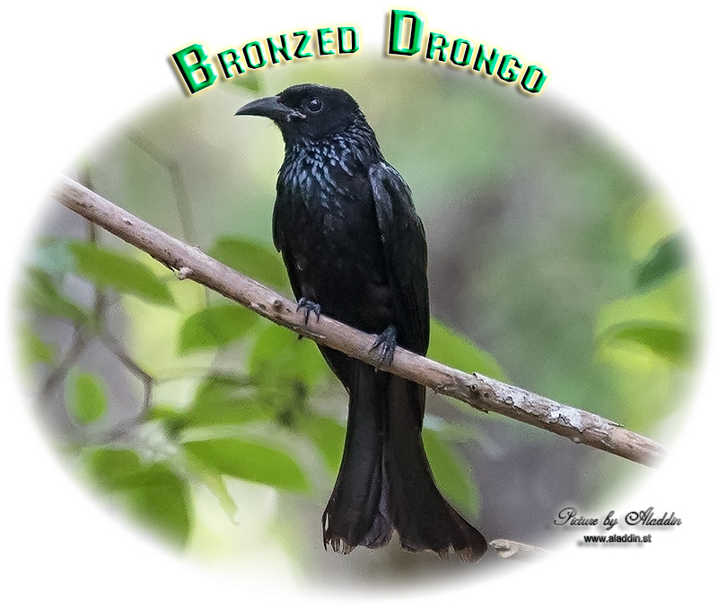 Bronzed Drongo, सानो  चिबे, Dicrurus aeneus, นกแซงแซวเล็กเหลือบ