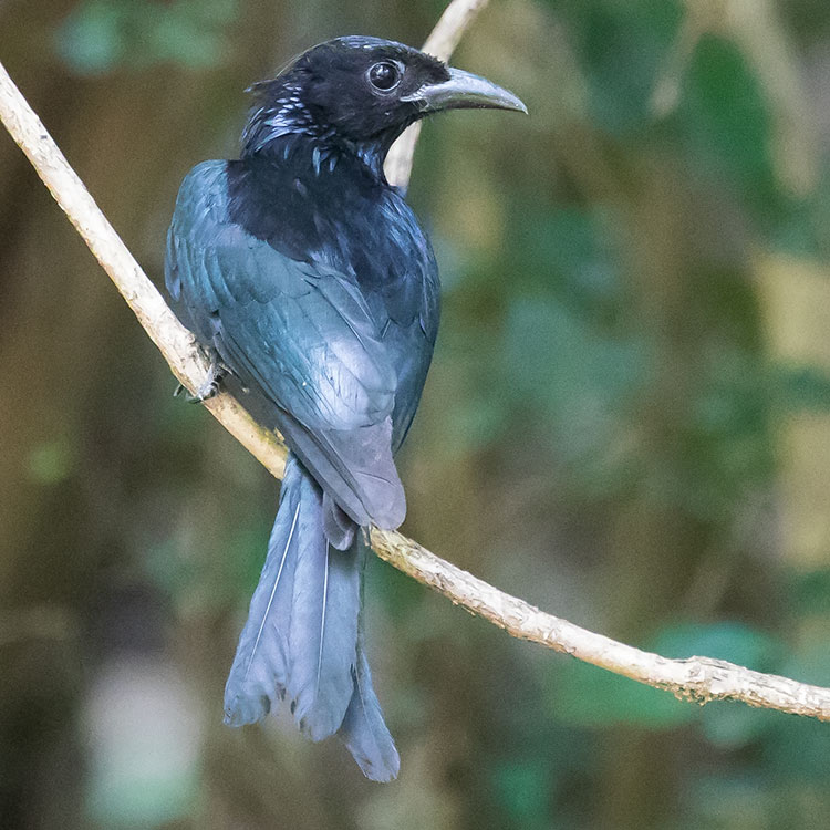 Bronzed Drongo, सानो  चिबे, Dicrurus aeneus, นกแซงแซวเล็กเหลือบ