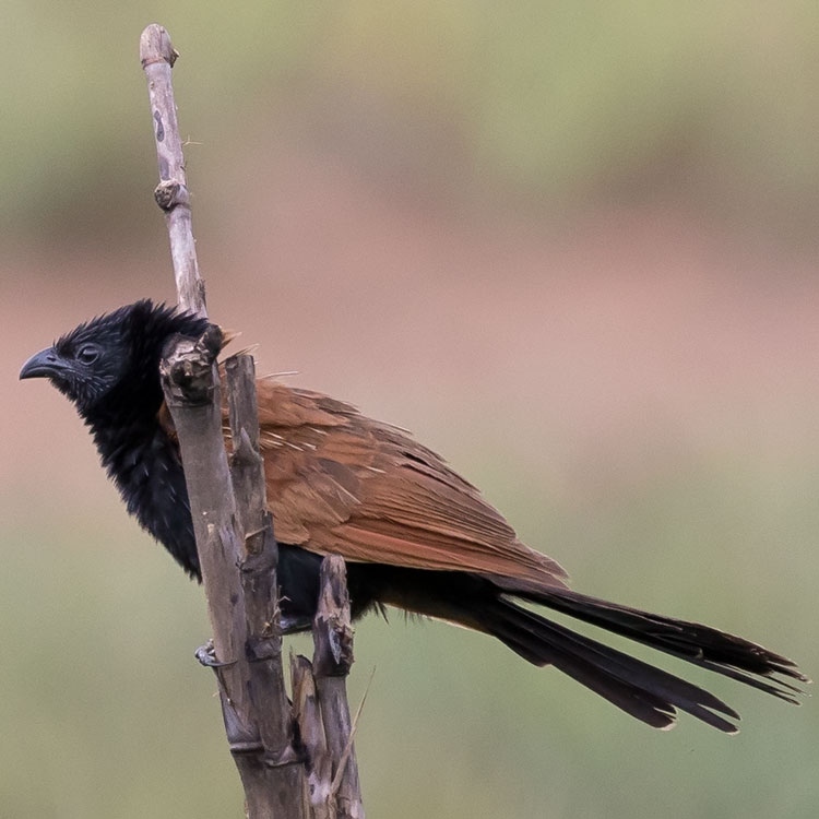 Lesser Coucal, Centropus bengalensis, นกกระปูดเล็ก