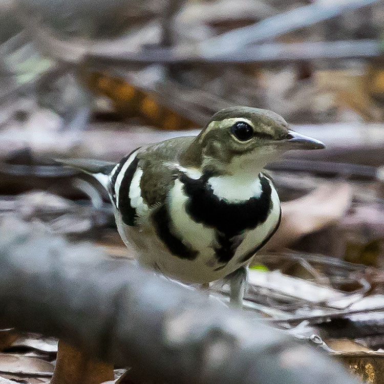 Forest Wagtail, Dendronanthus indicus, นกเด้าลมดง