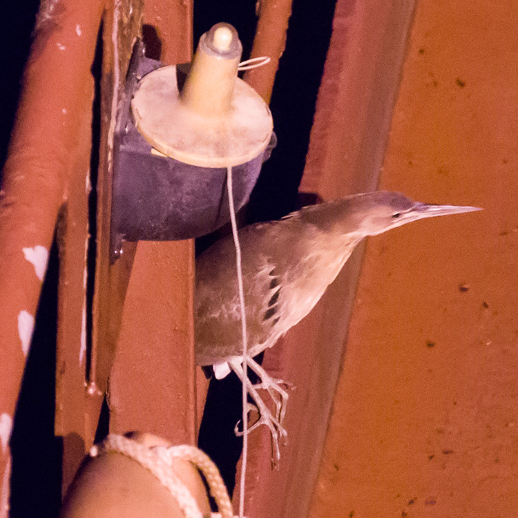 Cinnamon Bittern, Chestnut Bittern, Ixobrychus cinnamomeus, นกยางไฟธรรมดา