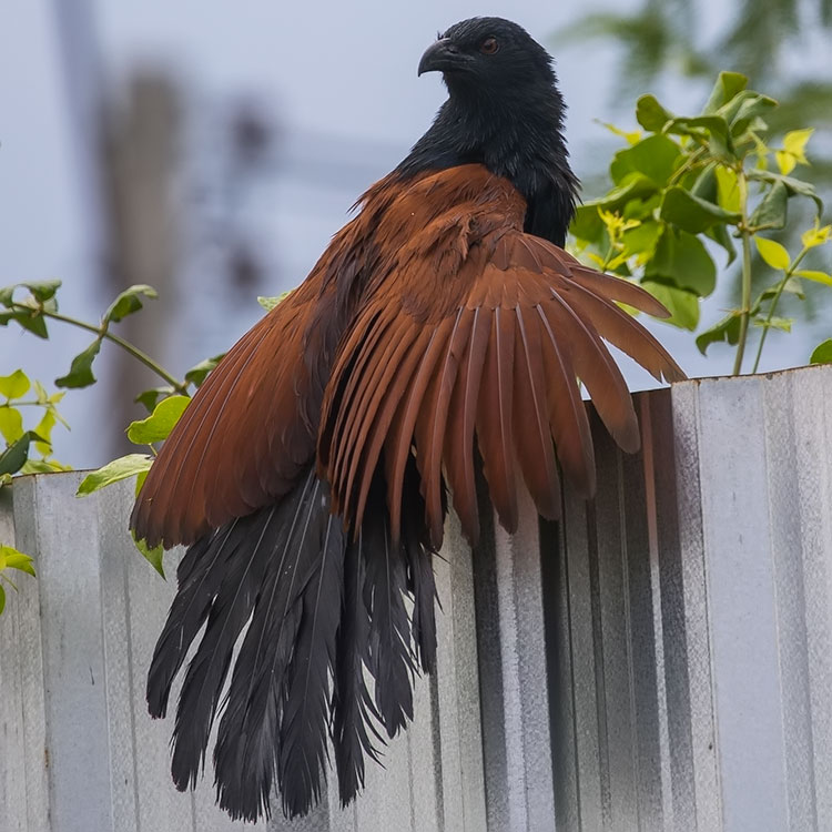 Lesser Coucal, Centropus bengalensis, นกกระปูดเล็ก