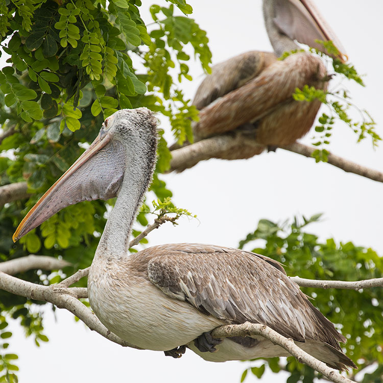 Spot-billed pelican, Pelecanus philippensis, นกกระทุง