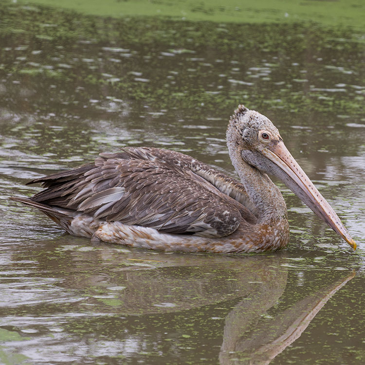 Spot-billed pelican, Pelecanus philippensis, นกกระทุง