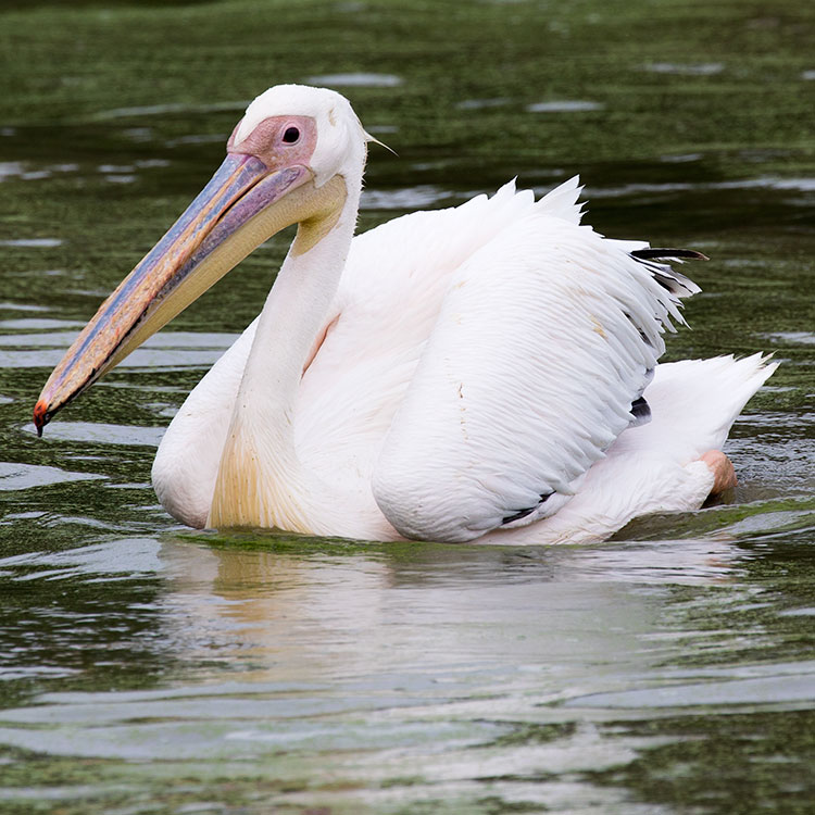 Great White Pelican, Pelecanus onocrotalus, Eastern White Pelican, Rosy Pelican, White Pelican