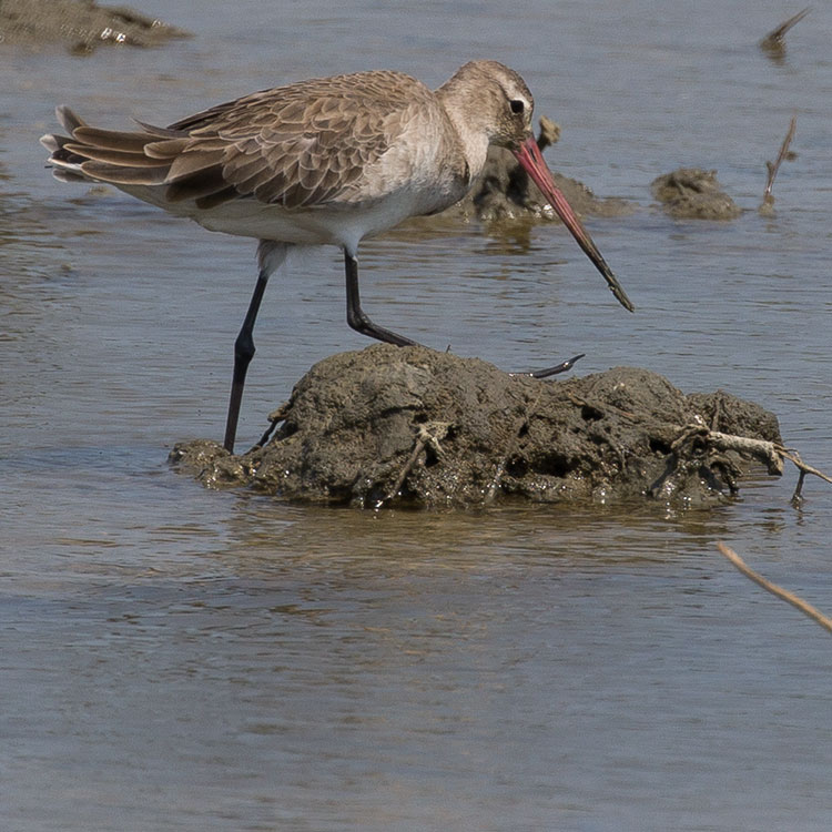 Bar-tailed Godwit, Limosa lapponica, นกปากแอ่นหางลาย