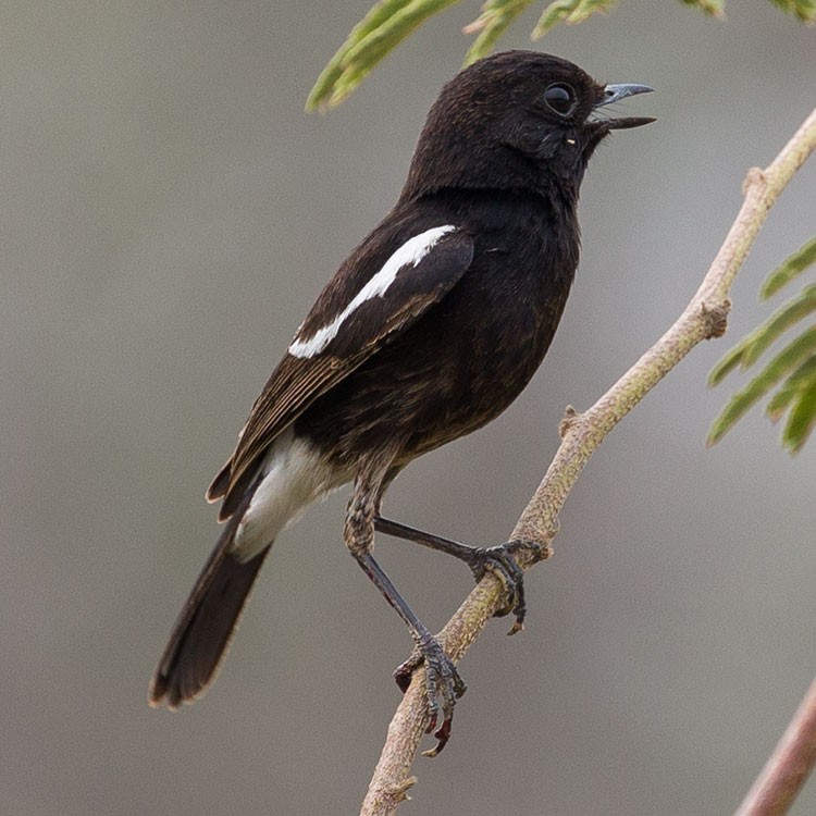 Pied Bush Chat, Saxicola caprata, นกยอดหญ้าสีดำ, นกขี้หมา