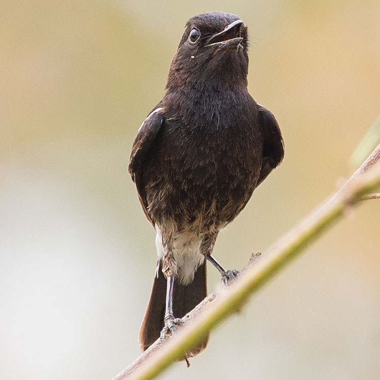 Pied Bush Chat, Saxicola caprata, นกยอดหญ้าสีดำ, นกขี้หมา