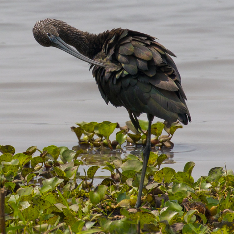 Glossy Ibis, Plegadis falcinellus, นกช้อนหอยดำเหลือบ