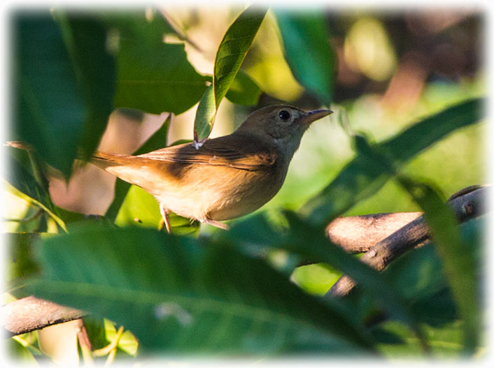 Brown fulvetta, Alcippe brunneicauda, นกมุ่นรกสีน้ำตาลนกมุ่นรกสีน้ำตาล