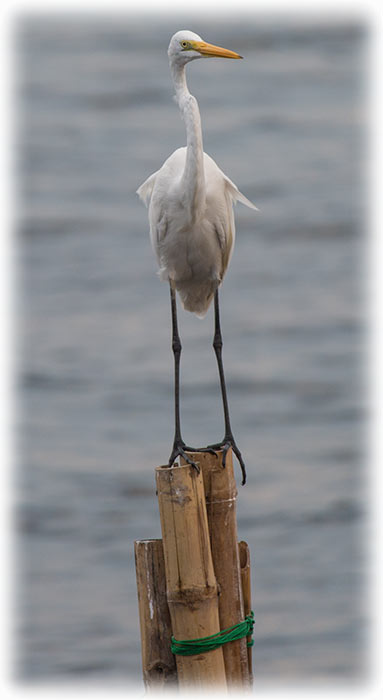 Great Egret, Great White Heron, Ardea alba, นกยางโทนใหญ่