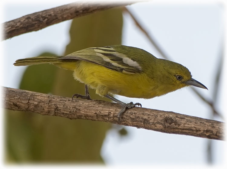 Common Iora, Aegithina tiphia, นกขมิ้นน้อยธรรมดา