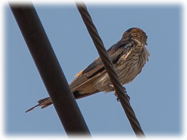 Striated Swallow, Cecropis striolata, นกนางแอ่นลาย