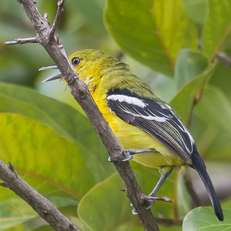 Common Iora, Aegithina tiphia, นกขมิ้นน้อยธรรมดา