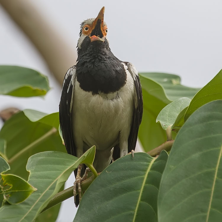 Pied Myna, Asian Pied Starling, Gracupica contra, นกอีแจว, Siamese Pied Myna, Gracupica floweri