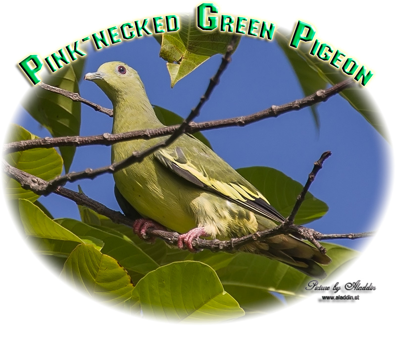 Pink-necked Green Pigeon, Treron vernans, นกเปล้าคอสีม่วง