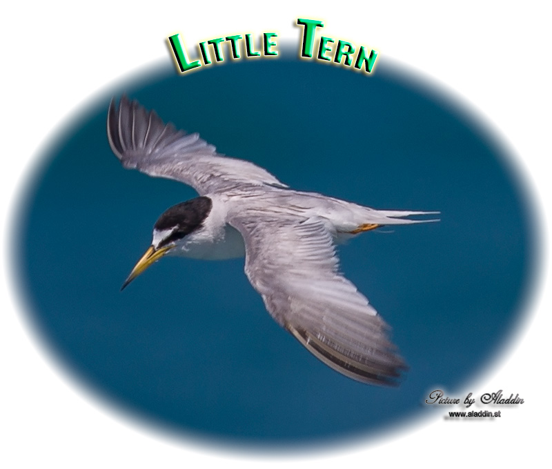 Little Tern, Sternula albifrons, นกนางนวลแกลบเล็ก, Småtärna