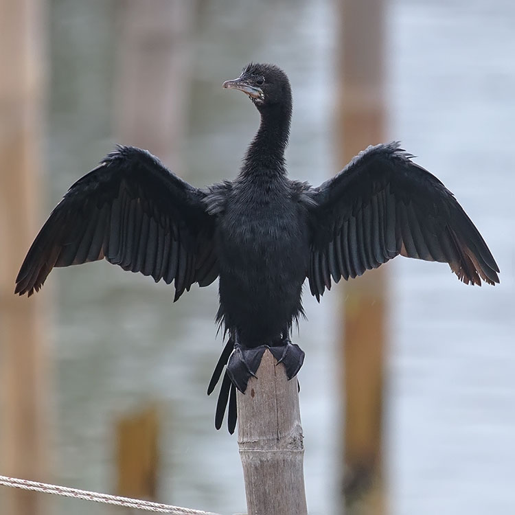 Little Cormorant, Microcarbo niger, นกกาน้ำเล็ก